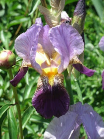 Purple German bearded iris at Paul Kane House gardens by garden muses: a Toronto gardening blog