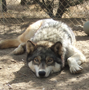 Argo; A Grey Wolf