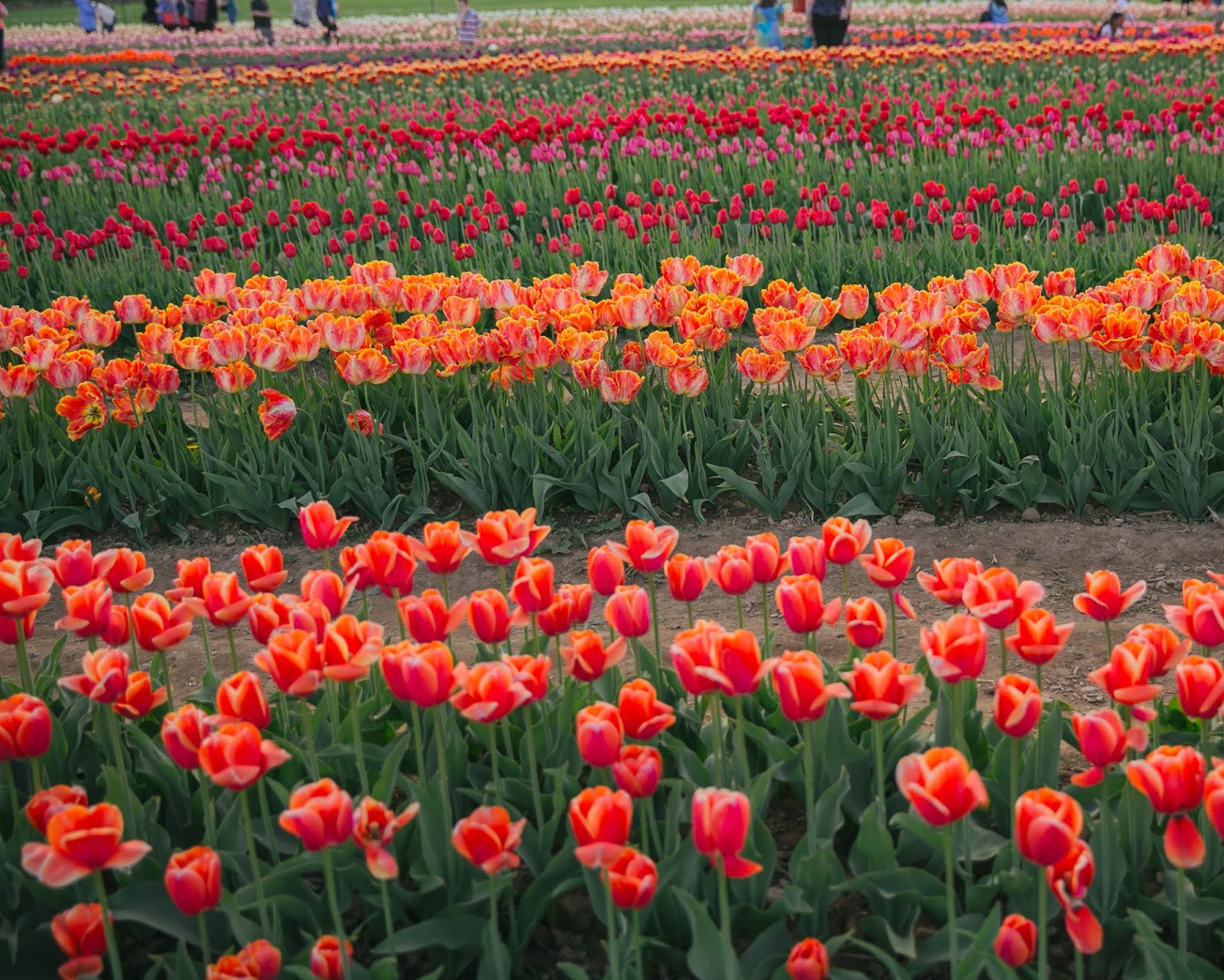 Tulip Picking In Rhode Island After Sundance tulip-picking-in-rhode-island-after-sundance