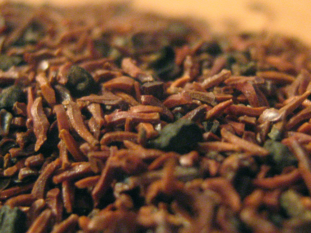 Viskas apie bonsai medelius Rutulinis eukaliptas Eucalyptus Globulus