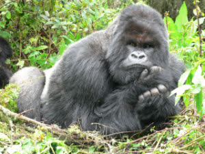 A Silverback Mountain Gorilla ponders his grim future A Silverback Mountain Gorilla ponders his grim future