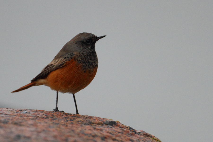 BirdsDK: Eastern Black Redstart (Phoenicurus ochruros phoenicuroides ...