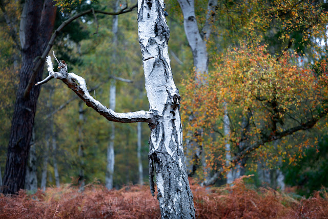 Dead white silver birch stands alone with orange and red leaves in the background