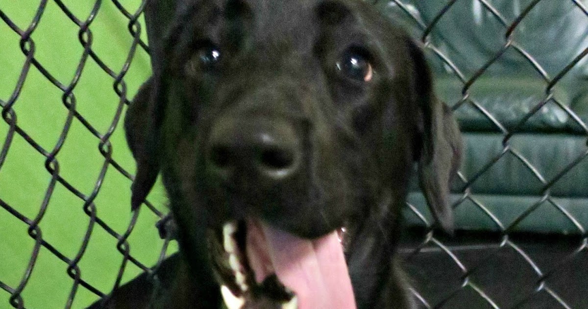 Fort Fido Dog Daycare & Boarding News Blog Archer