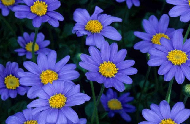 Types Of Purple Flowers Types Of Purple Flowers