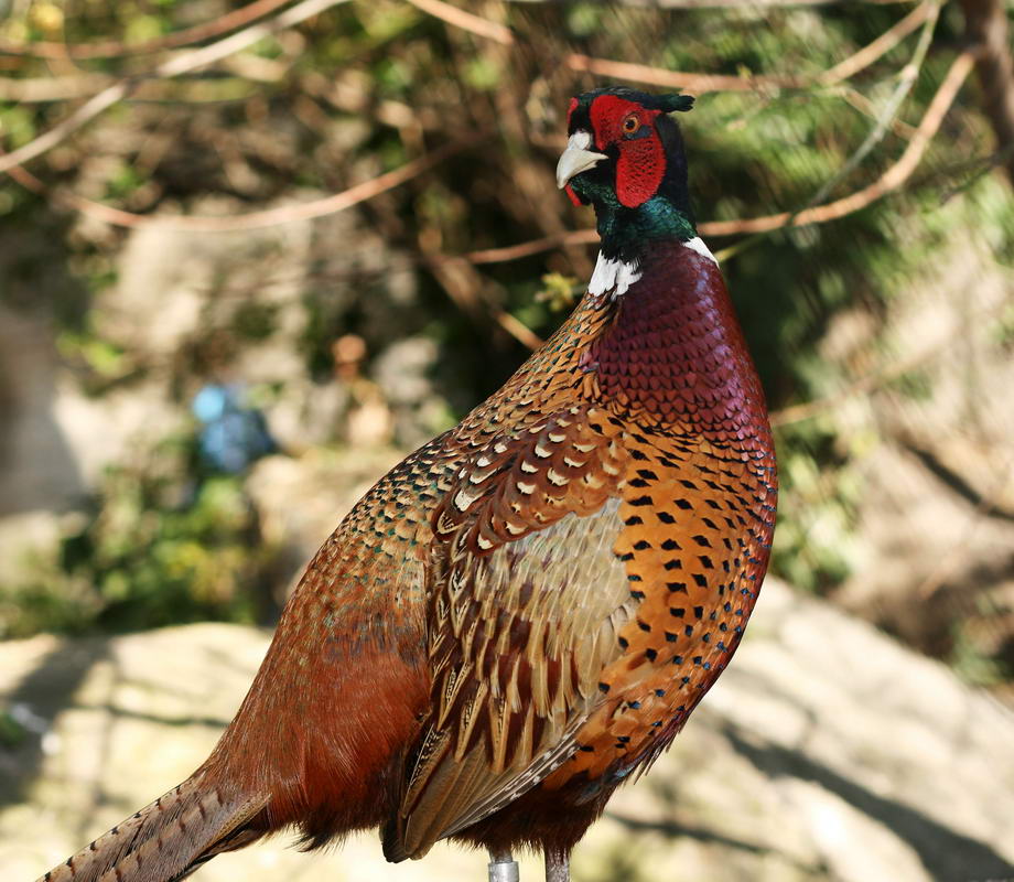 Blacksmith Prayer " Twelve (12) Days of Christmas” The Rest