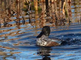 Canard souchet - Anas clypeata Canard souchet - Anas clypeata