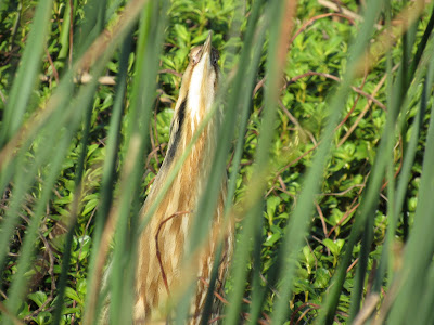 Sacramento National Wildlife Refuge