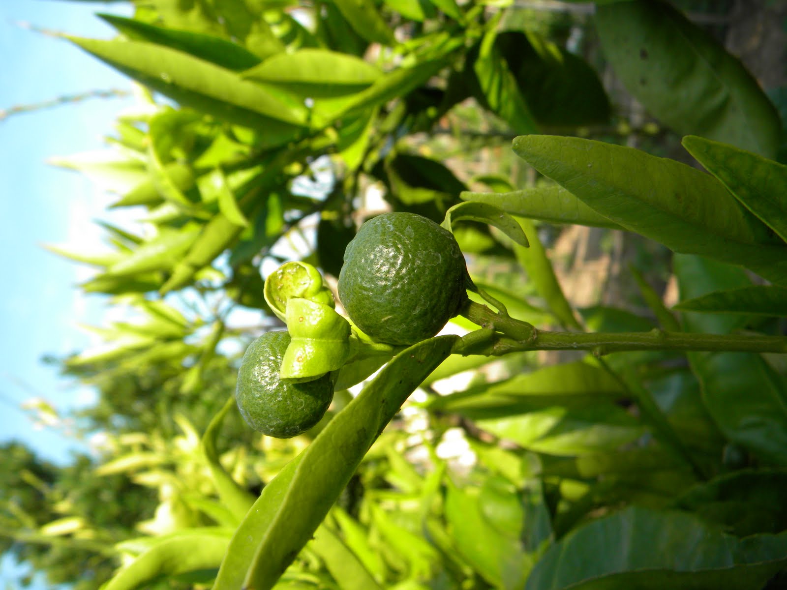 El Huerto de Tatay: Poda de Citricos