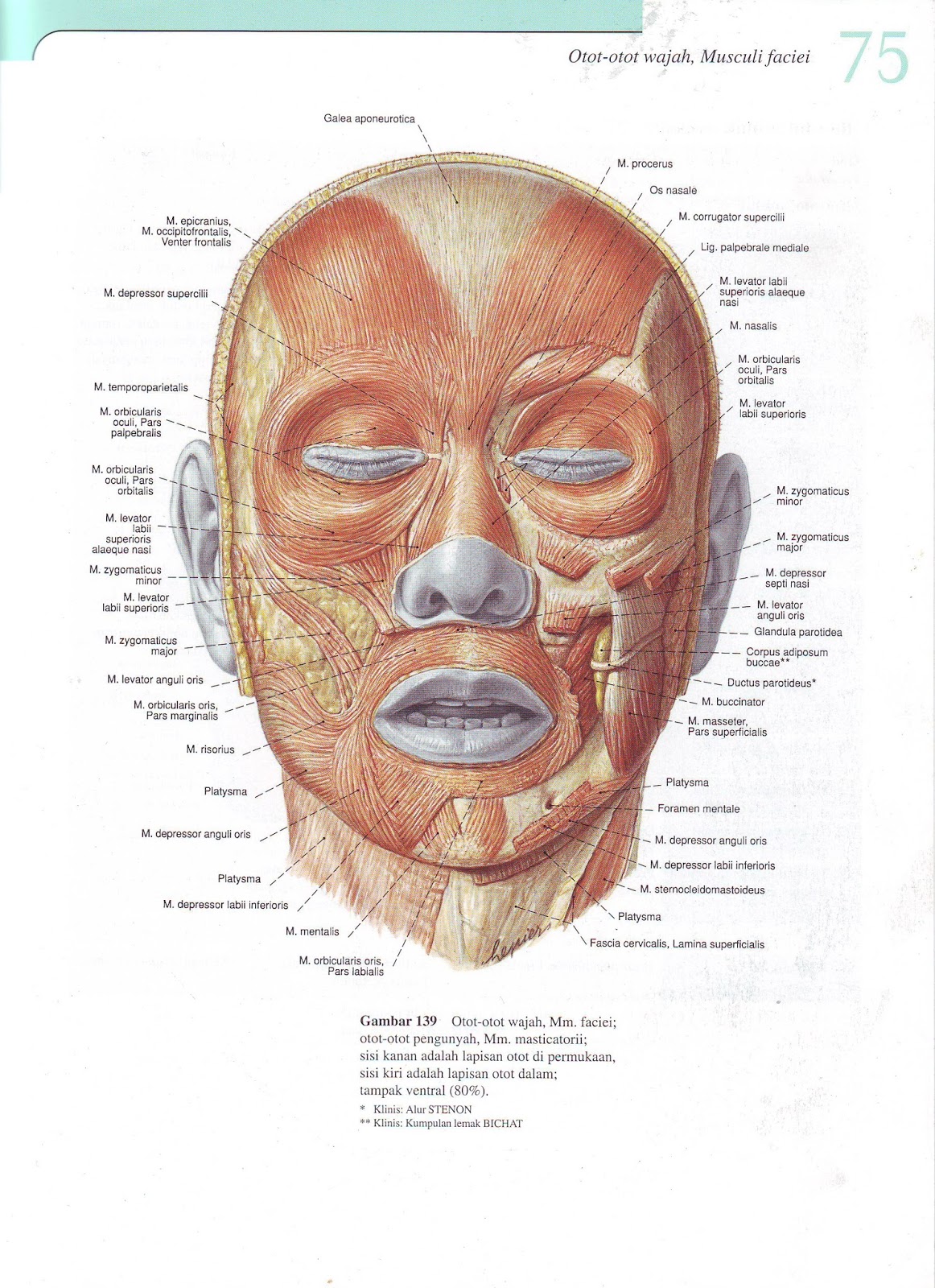 Название лица человека. Мышцы лица. Мышцы лица анатомия. Схема мышц лица человека. Мимические мышцы лица анатомия.