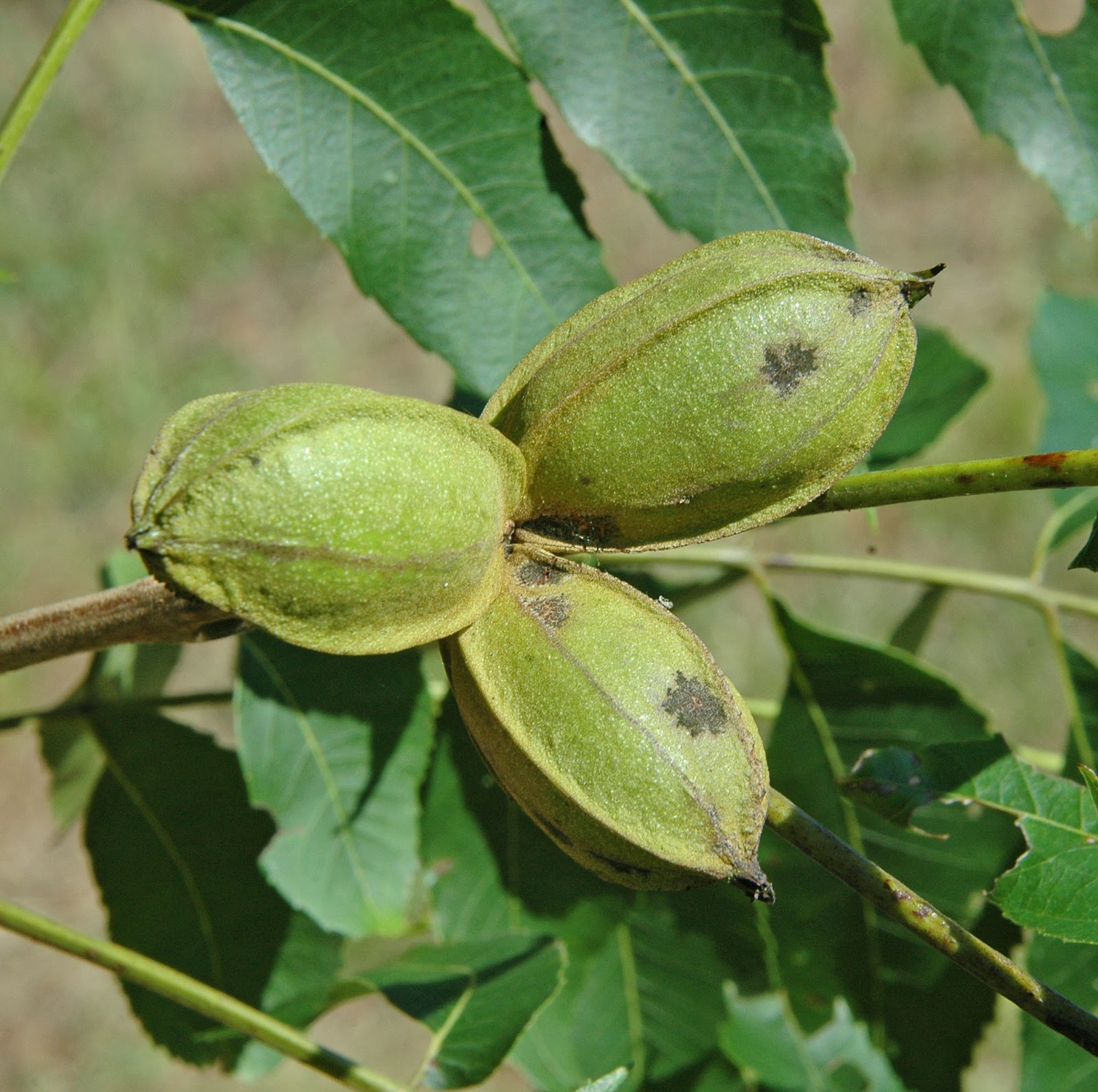 Northern Pecans Low pecan scab pressure this summer