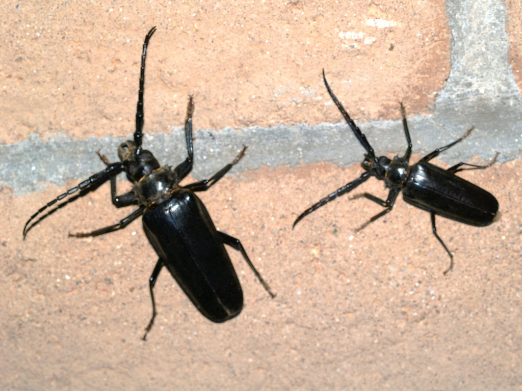 Arizona Beetles, Bugs, Birds and more Does the Palo Verde Rootborer