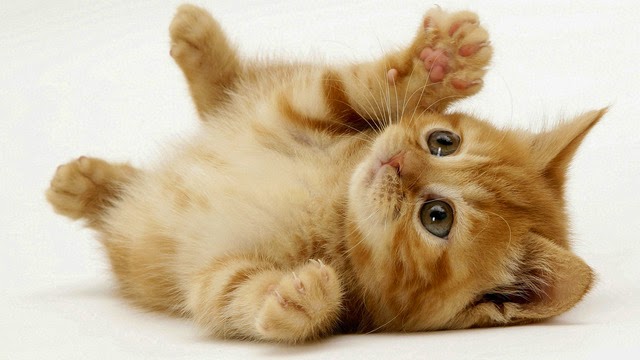 Những hình ảnh mèo con dễ thương nhất