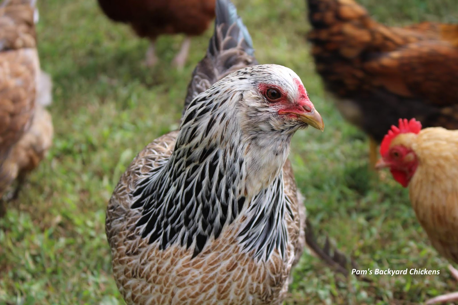 Pam's Backyard Chickens A Top Ten List of the Best Chickens for Eggs