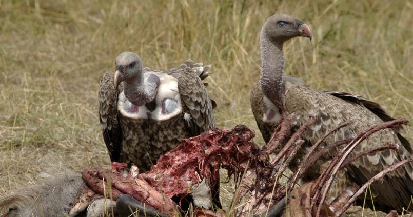 The Parental Magazine: Why Vultures are Not Affected By Eating Rotten