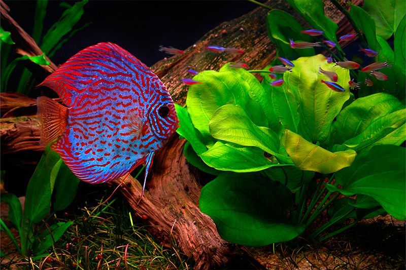 Cara Merawat Ikan Hias Discus Info Ikan Hias Depok