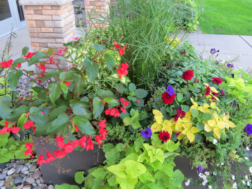 colorful planter with begonia, coleus, petunias, sweet potato vine, zinnias, cyperus