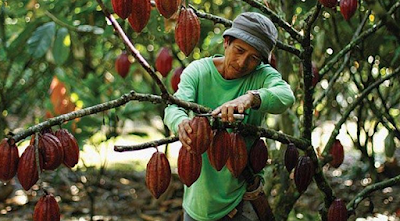  Pemangkasan tumbuhan kakao dilakukan untuk proses fotosintesis sanggup optimal dan distribus Cara Pemangkasan Tanaman Kakao
