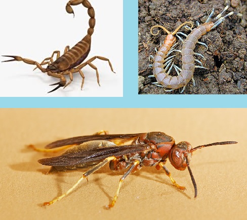Ciri-Ciri dan Contoh Arthropoda Lengkap - Sebutkan Apa Ciri-Ciri dan Contoh Arthropoda Lengkap - Sebutkan Apa