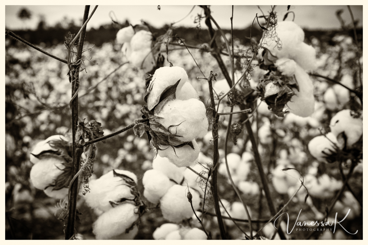 VanessaK Oh, when them cotton bolls get rotten