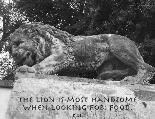 "The lion is most handsome when looking for food." Rumi