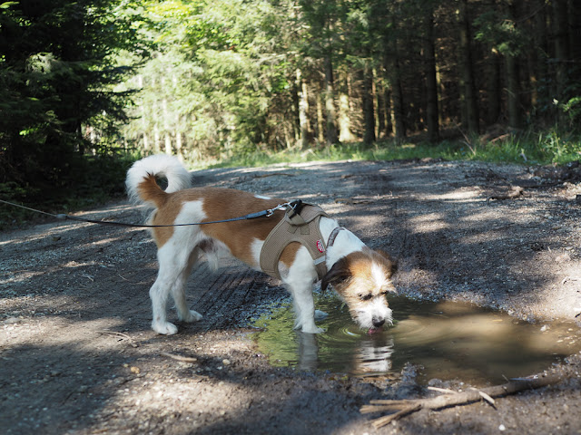 Waldspaziergang