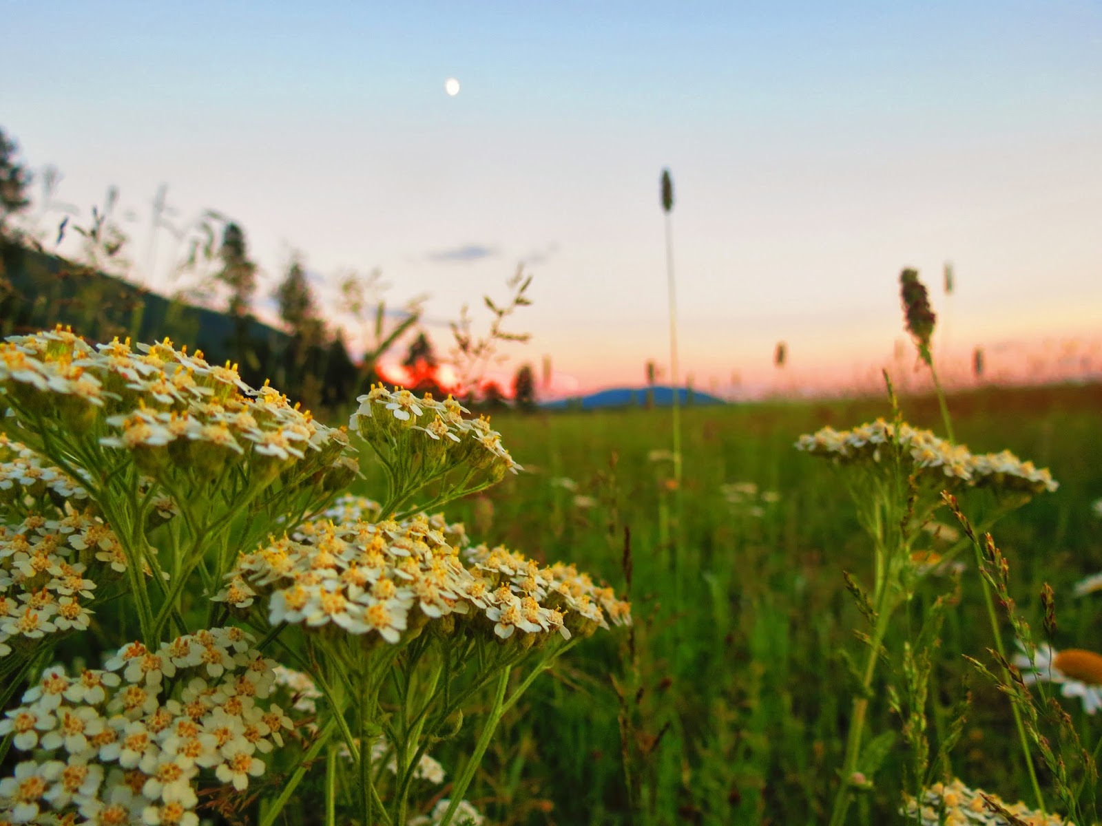 Flora montana Western Yarrow