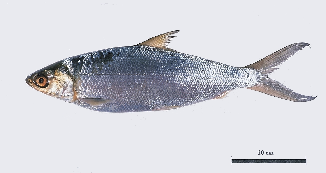молочная рыба 5. молочная рыба 800+. ханос рыба. рыба ханос вяленая. молочная рыба фото.
