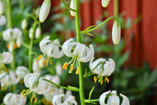 Vit krollilja Lillium martagon Alba
