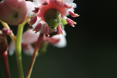 Close-Up Chimaphila umbellata Flower (Prince’s Pine or Pipsissewa)