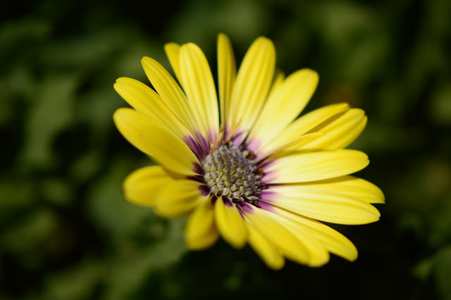 Osteospermum "Blue-eyed Beauty", desert garden, July bloom