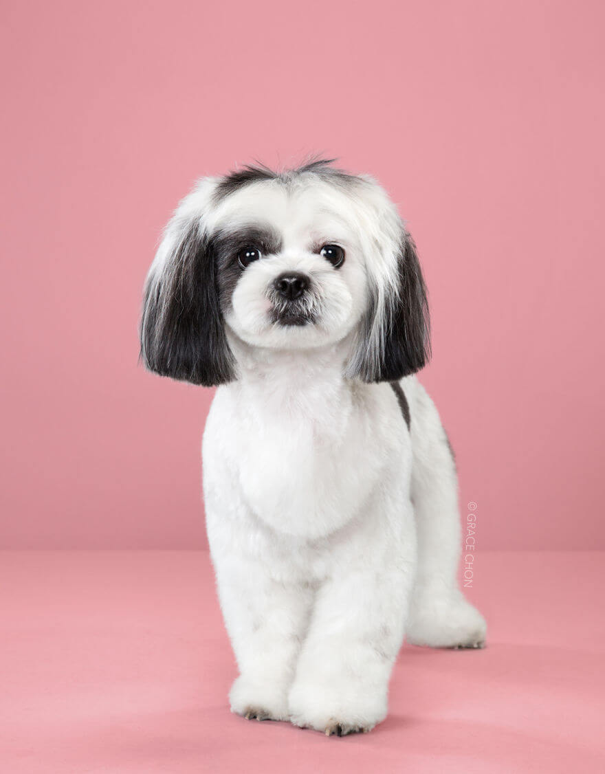 7 Cute Pictures Dogs Before And After Japanese Grooming