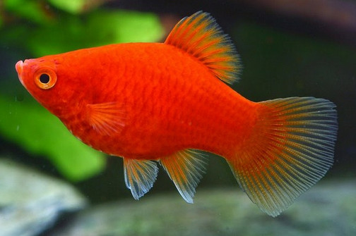 99 Arti Mimpi Melahirkan Ikan Lengkap Dengan Tafsirnya Mimpi Melihat Melahirkan