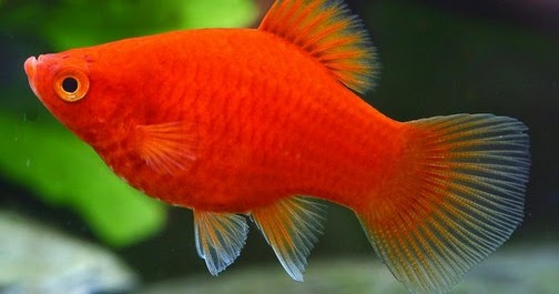 99 Arti Mimpi Melahirkan Ikan Lengkap Dengan Tafsirnya Mimpi Melihat Melahirkan 99 Arti Mimpi Melahirkan Ikan Lengkap Dengan Tafsirnya Mimpi Melihat Melahirkan