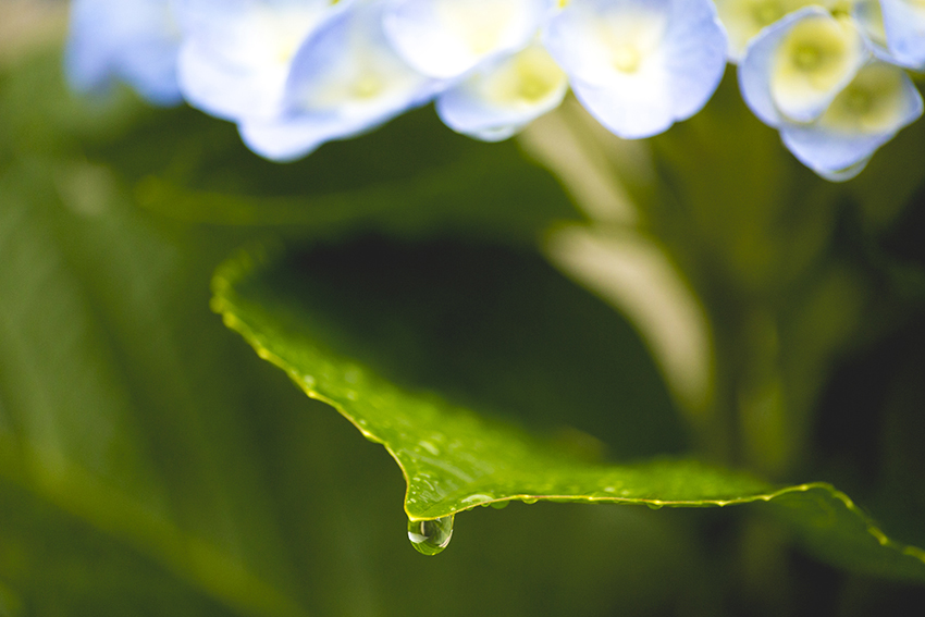 gota na folha de hortensia gota na folha de hortensia