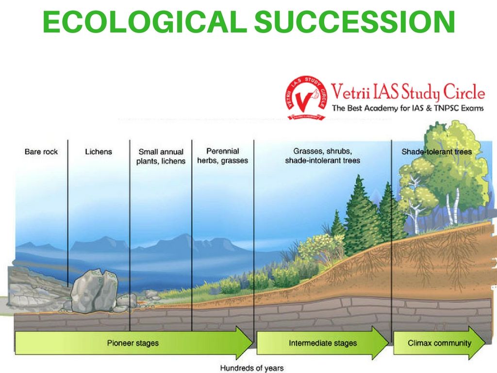 research about ecological succession