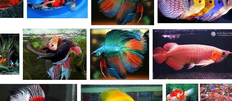 Jenis Ikan Hias dan Harganya Sekarang Ini