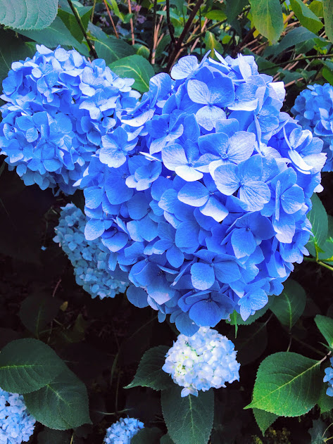 Serenechoo Com Hydrangeas And Other Flowers At Claridges Hotel