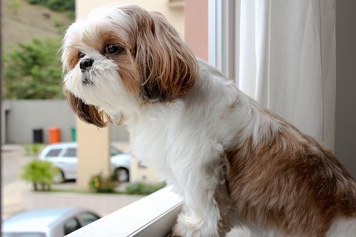 Por que o shih tzu parece saber que horas são?