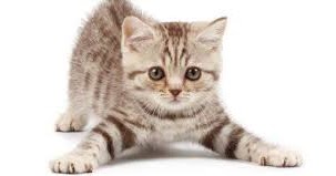 Kode Alam Kucing Melahirkan Cek Toto