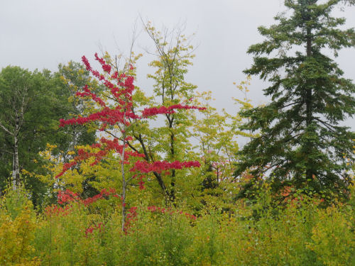 red tree
