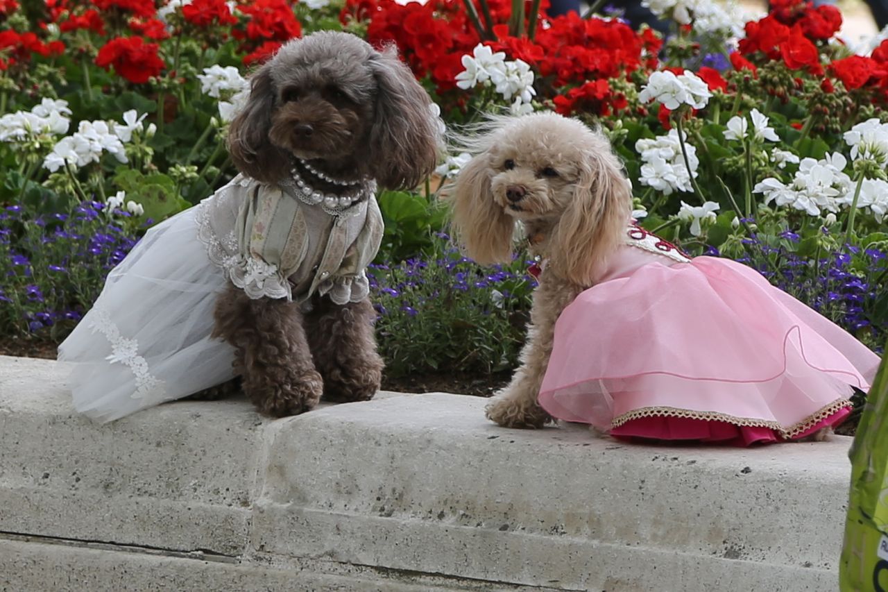 Shadows & Light Dressup Dogs