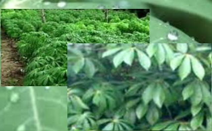  cassava leaves