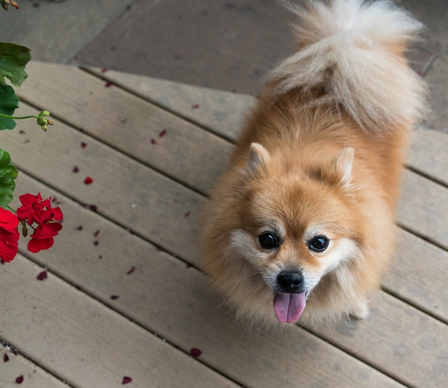 Best Dog Breeds For First Time Owners In Apartments