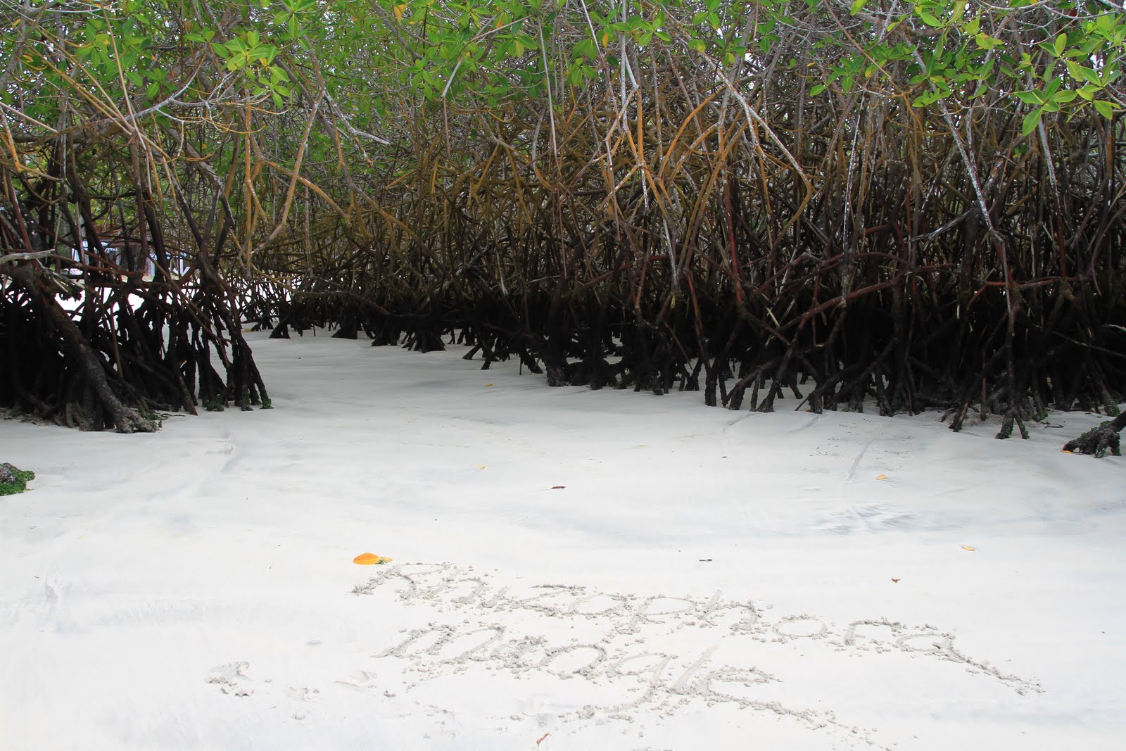TravelMarx: Binomen Art - Mangrove