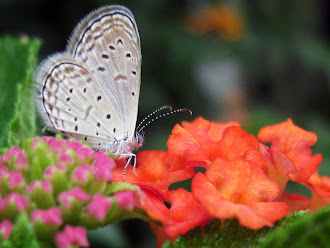 Pygmy Grass Blue  (Zizula hylax pygmaea)