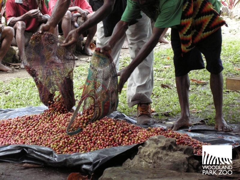 Drink coffee, save wildlife