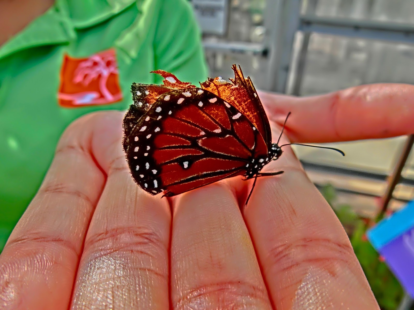 Nau speak Vegas Springs Preserve Butterfly Exhibit