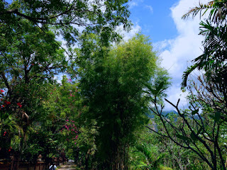 Bamboo Plants Grows At Garden Pathway To Pemuteran Beach North Bali