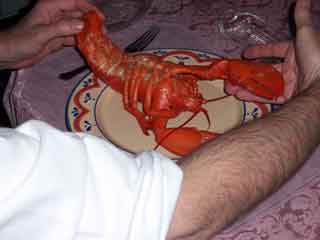 Lobster on back